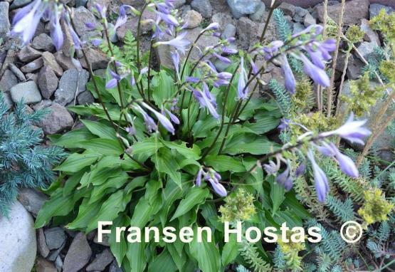 Hosta Little Red Rooster